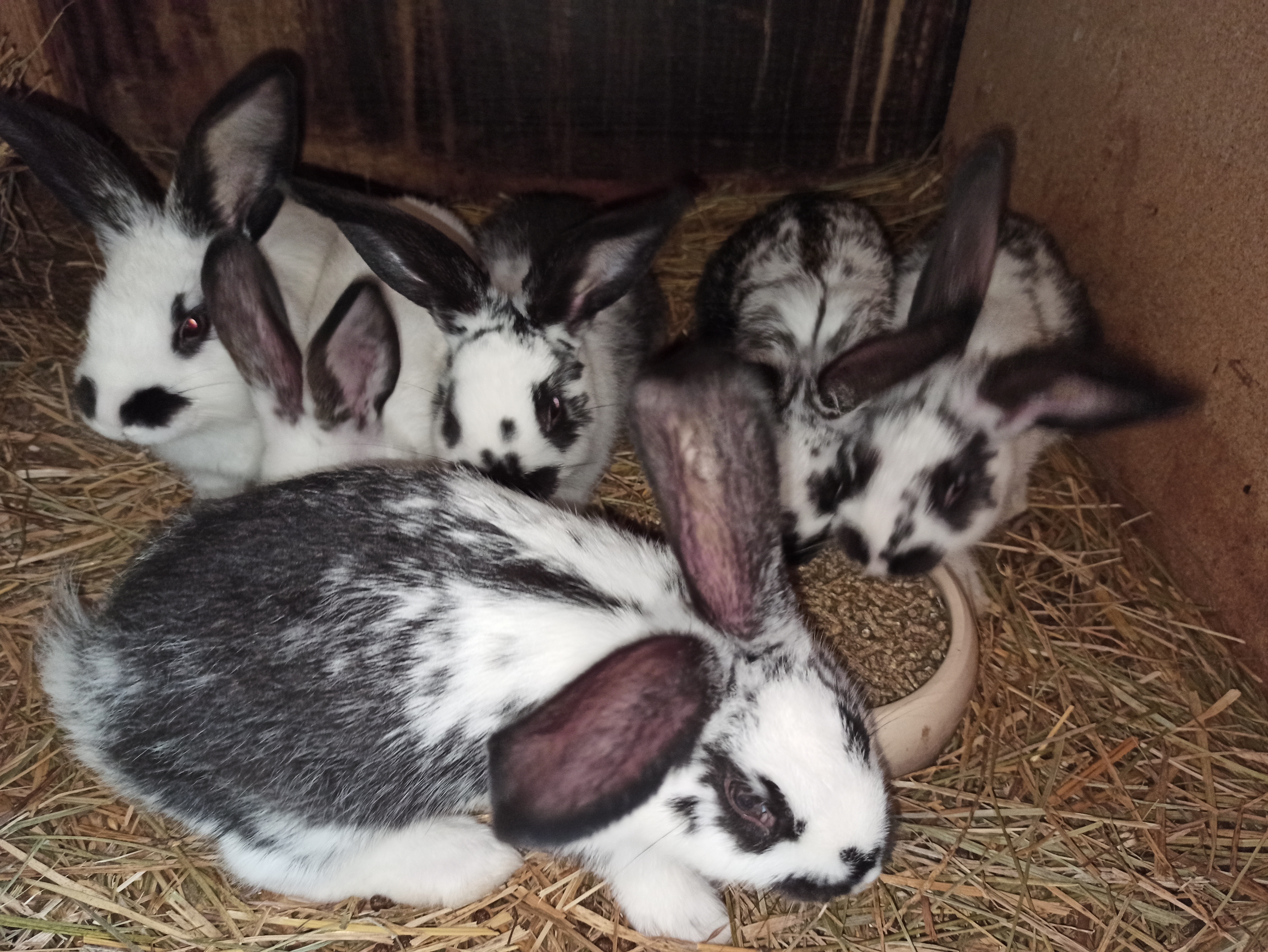 🐰 Péče o králíky a morčata