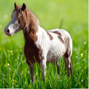 🐴 Péče o koně a poníky