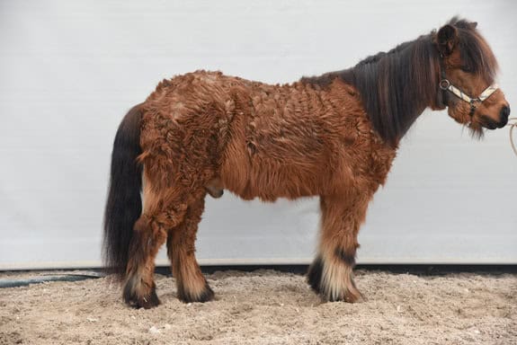 🐴 Speciální požadavky koní