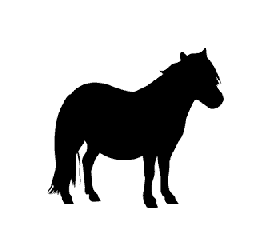 Pony